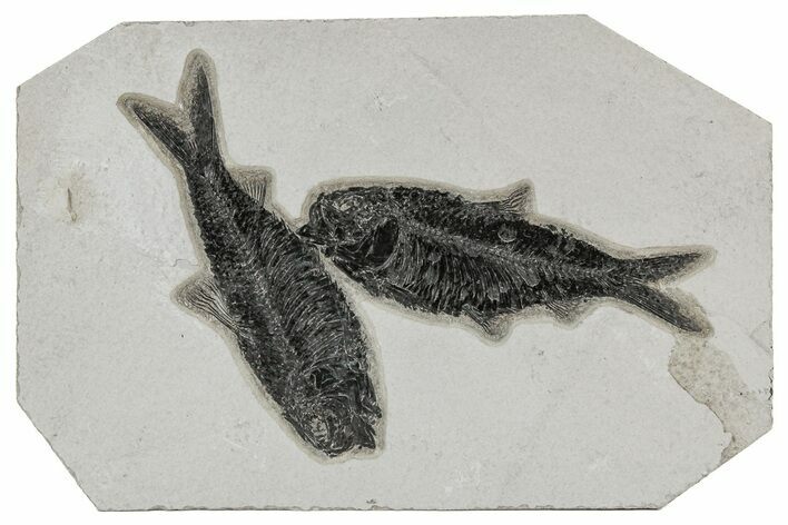 Shale With Two Fossil Fish (Knightia) - Wyoming #211234